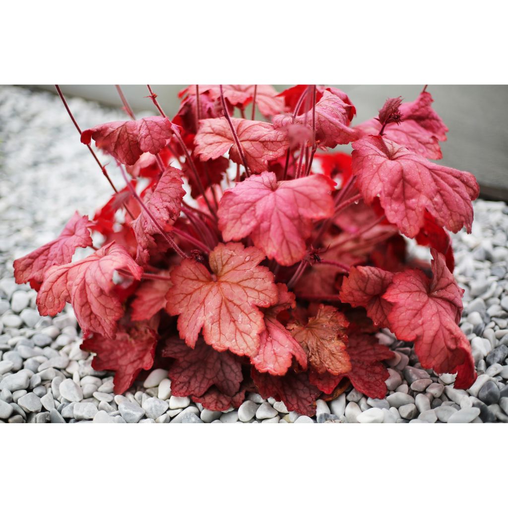 Heuchère - Heuchera Georgia Peach
