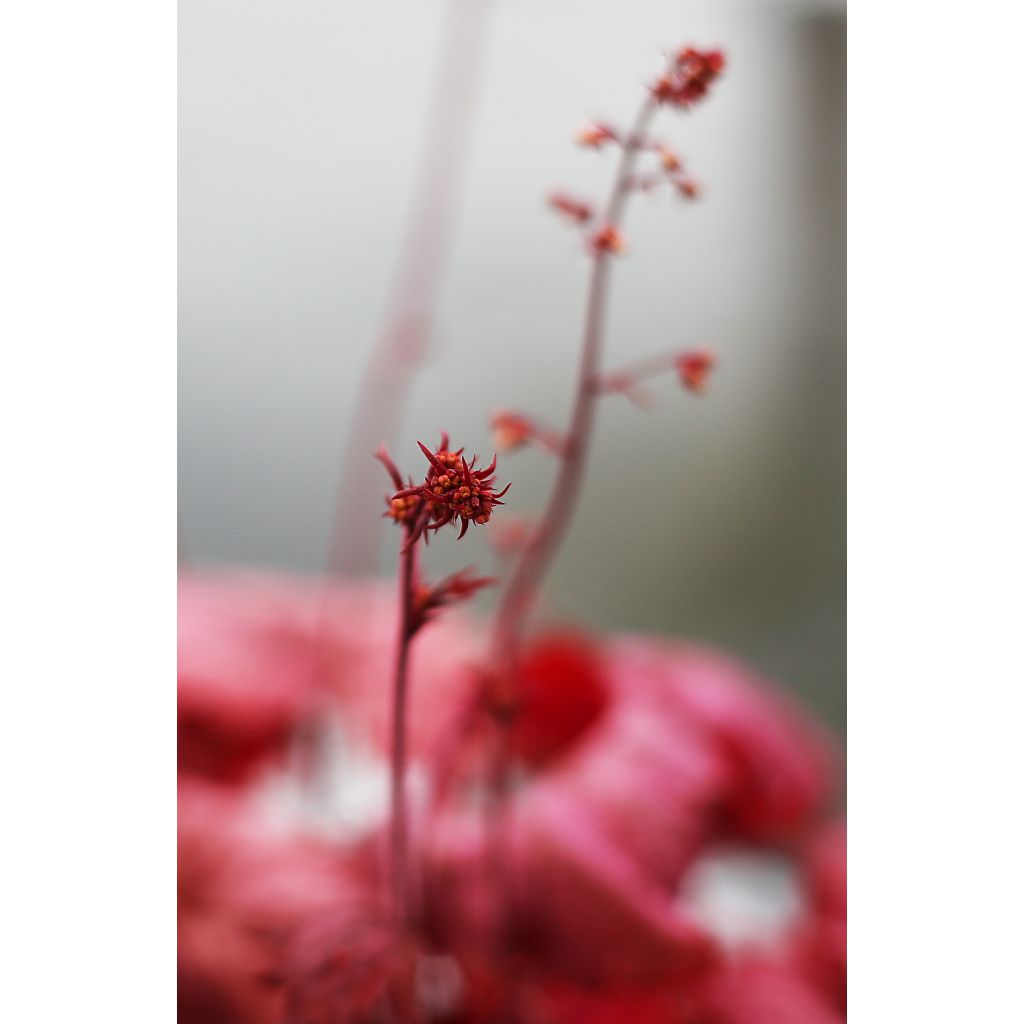 Heuchère - Heuchera Georgia Peach