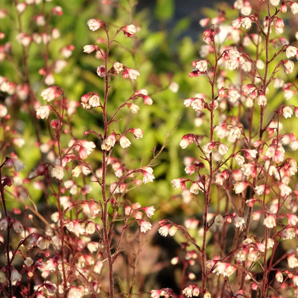 Heuchère - Heuchera Plum Royale