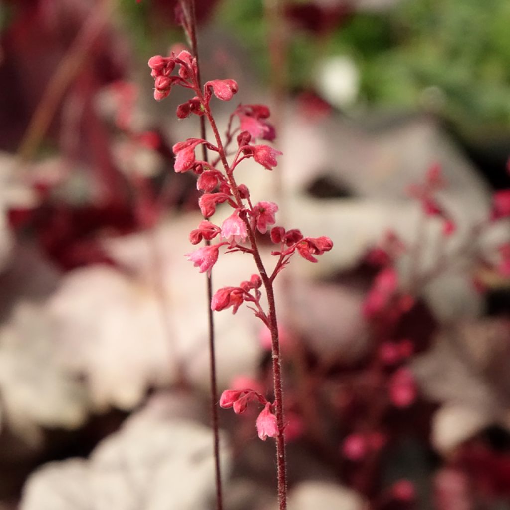 Heuchère - Heuchera Silver Gumdrop