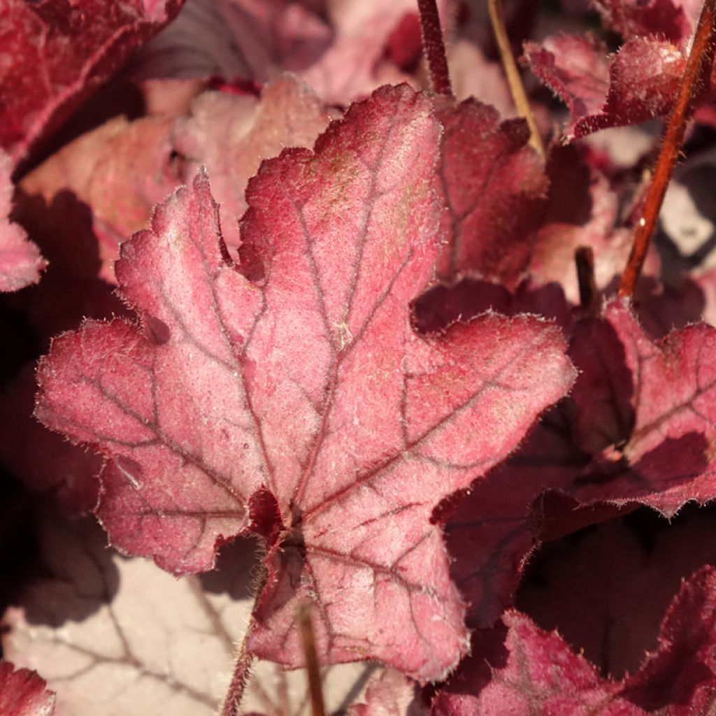 Heuchère - Heuchera Spellbound