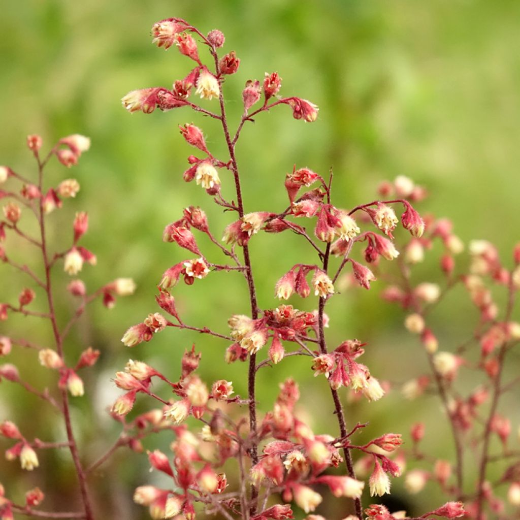 Heuchère - Heuchera Spellbound