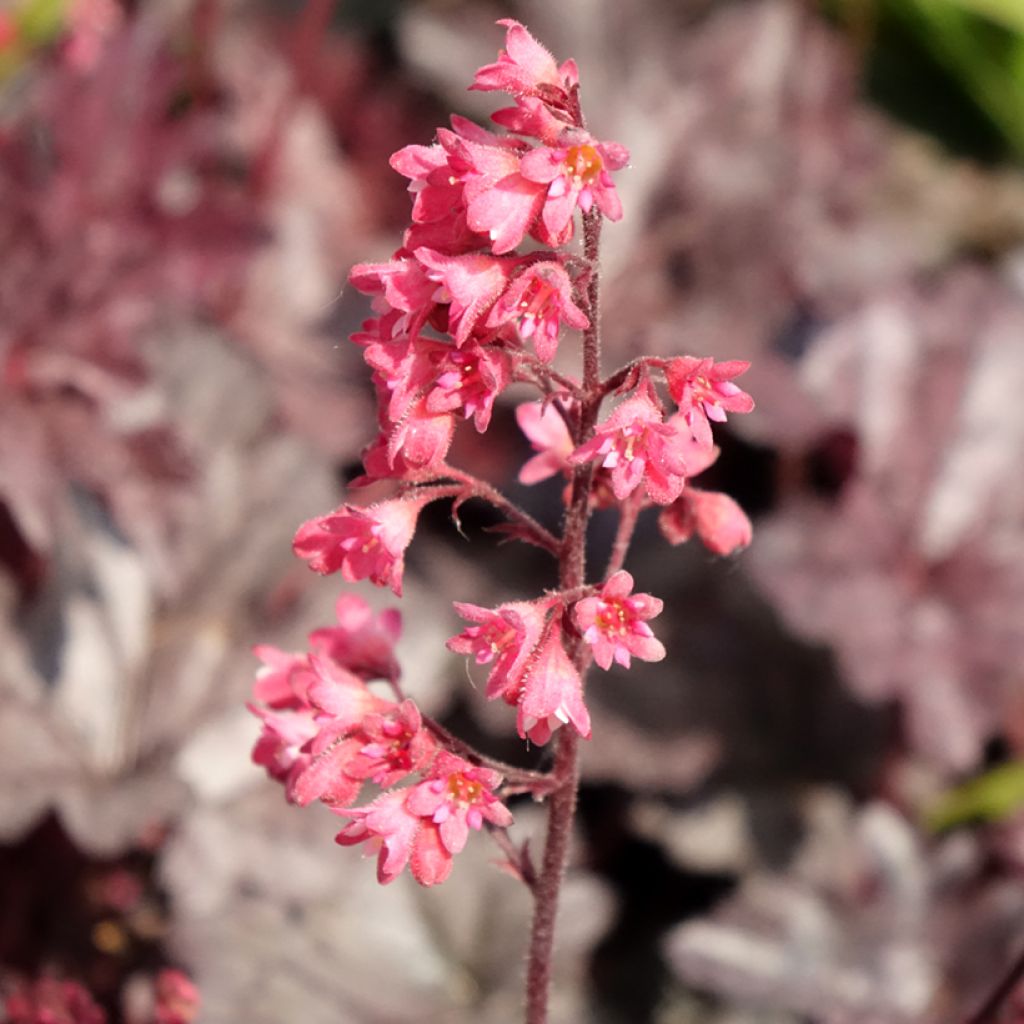 Heuchère - Heuchera Timeless Treasure