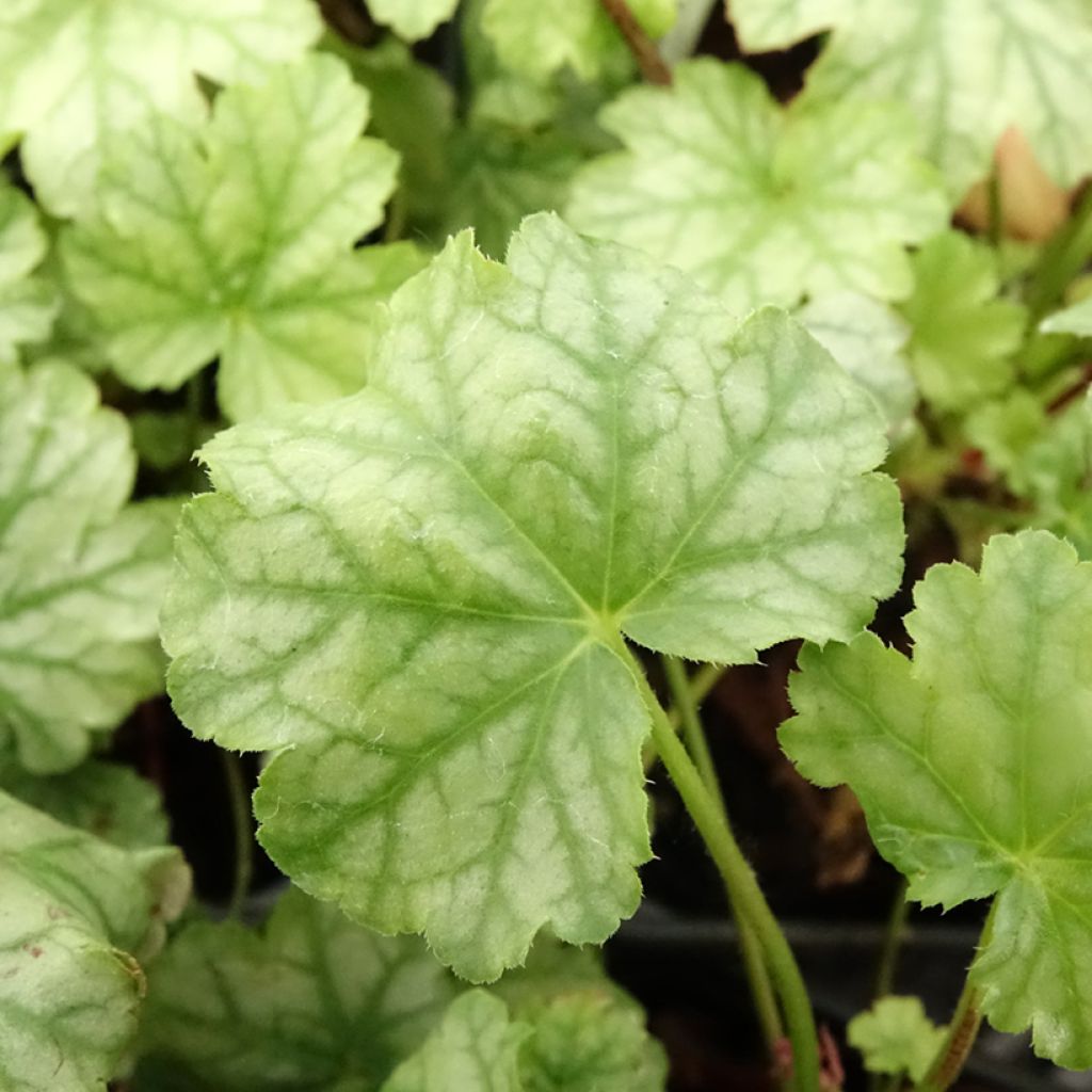 Heuchère - Heuchera Paris