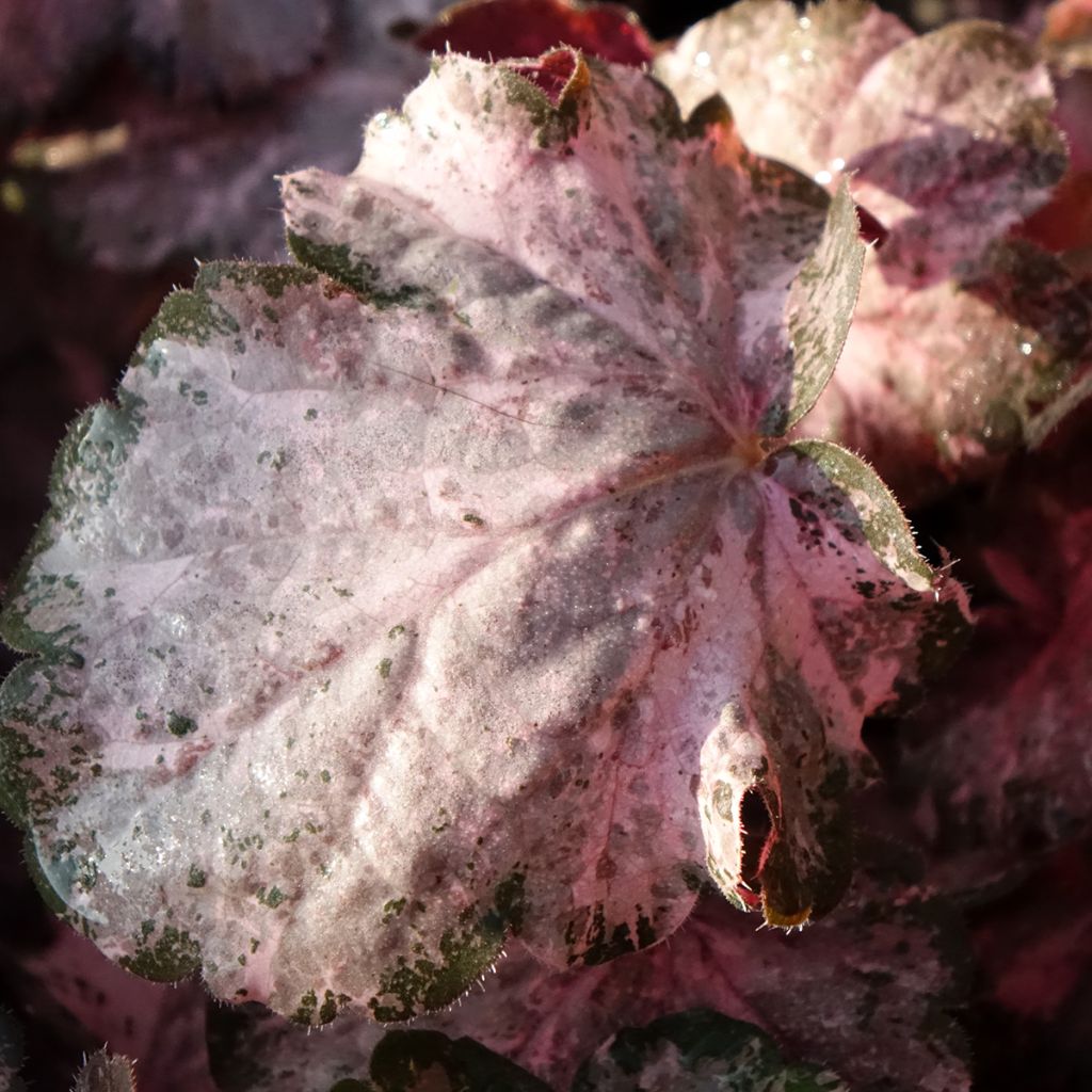 Heuchère - Heuchera Pinky Panky