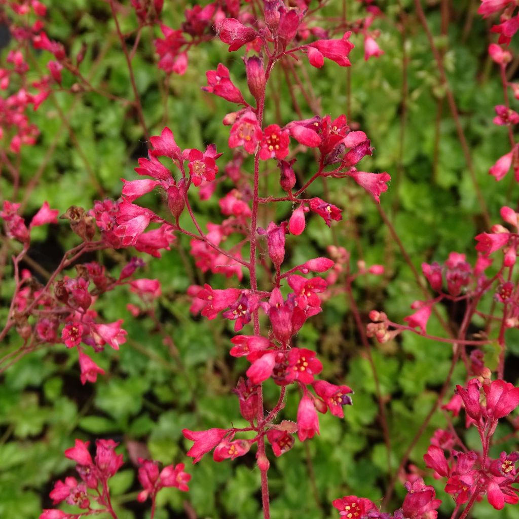 Heuchère - Heuchera Pluie de Feu