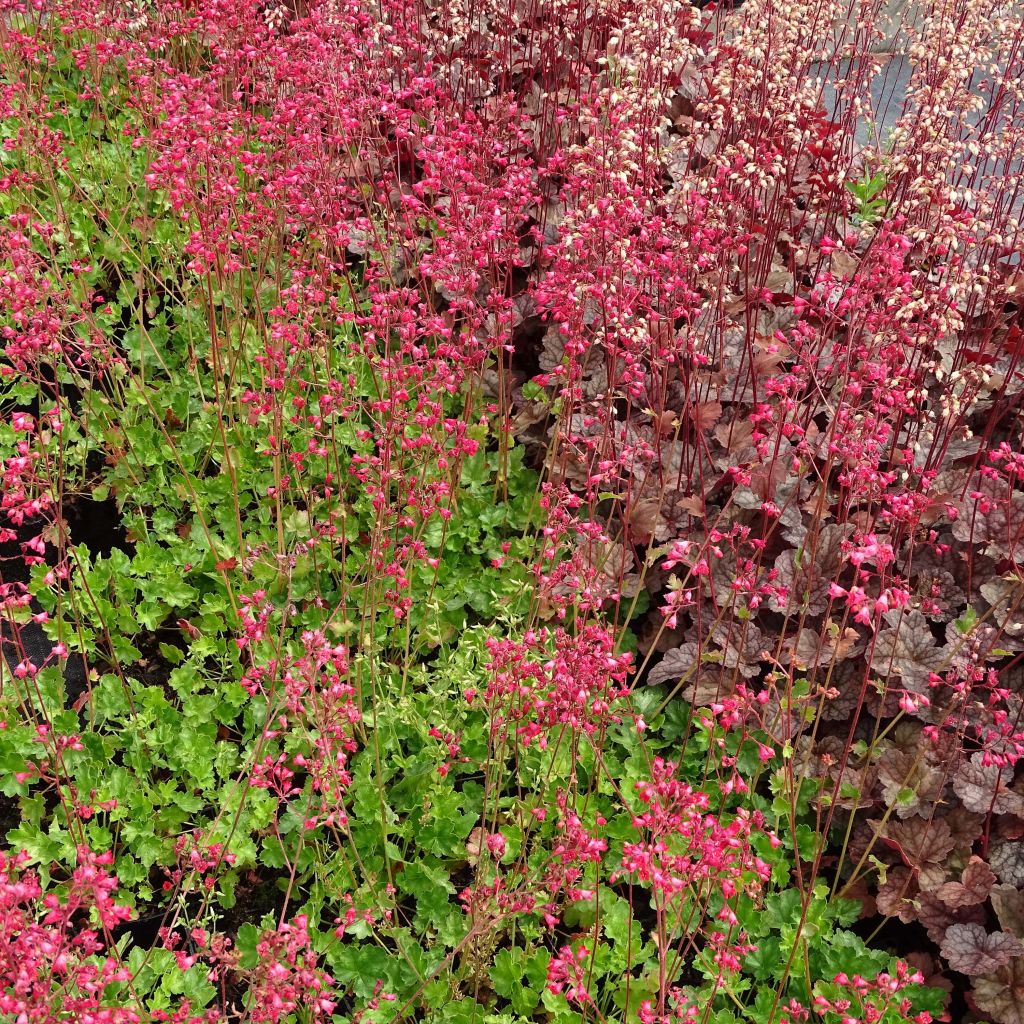 Heuchère - Heuchera Pluie de Feu