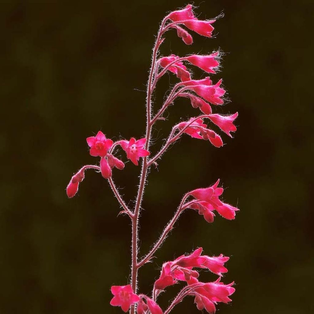Heuchère - Heuchera Pluie de Feu