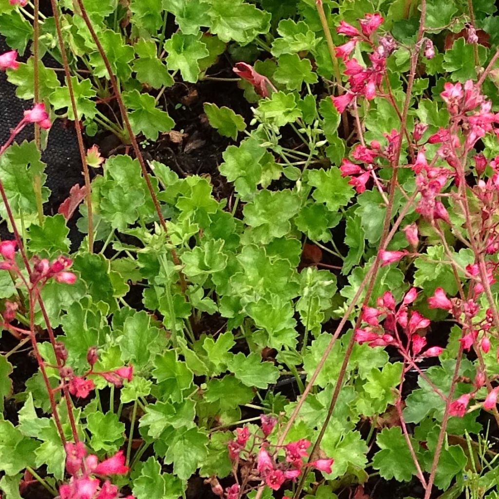 Heuchère - Heuchera Pluie de Feu
