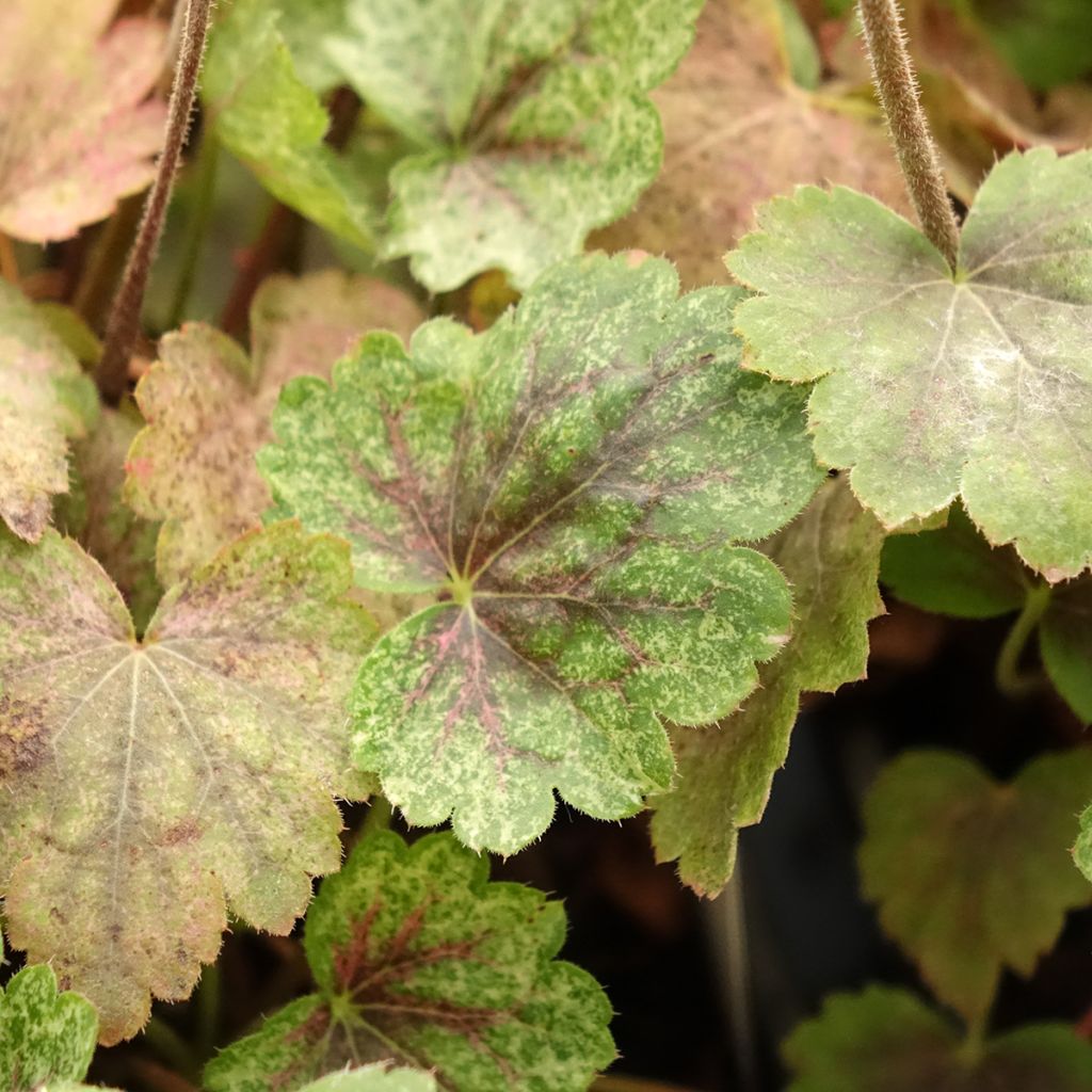 Heuchère - Heuchera Snowy Panky