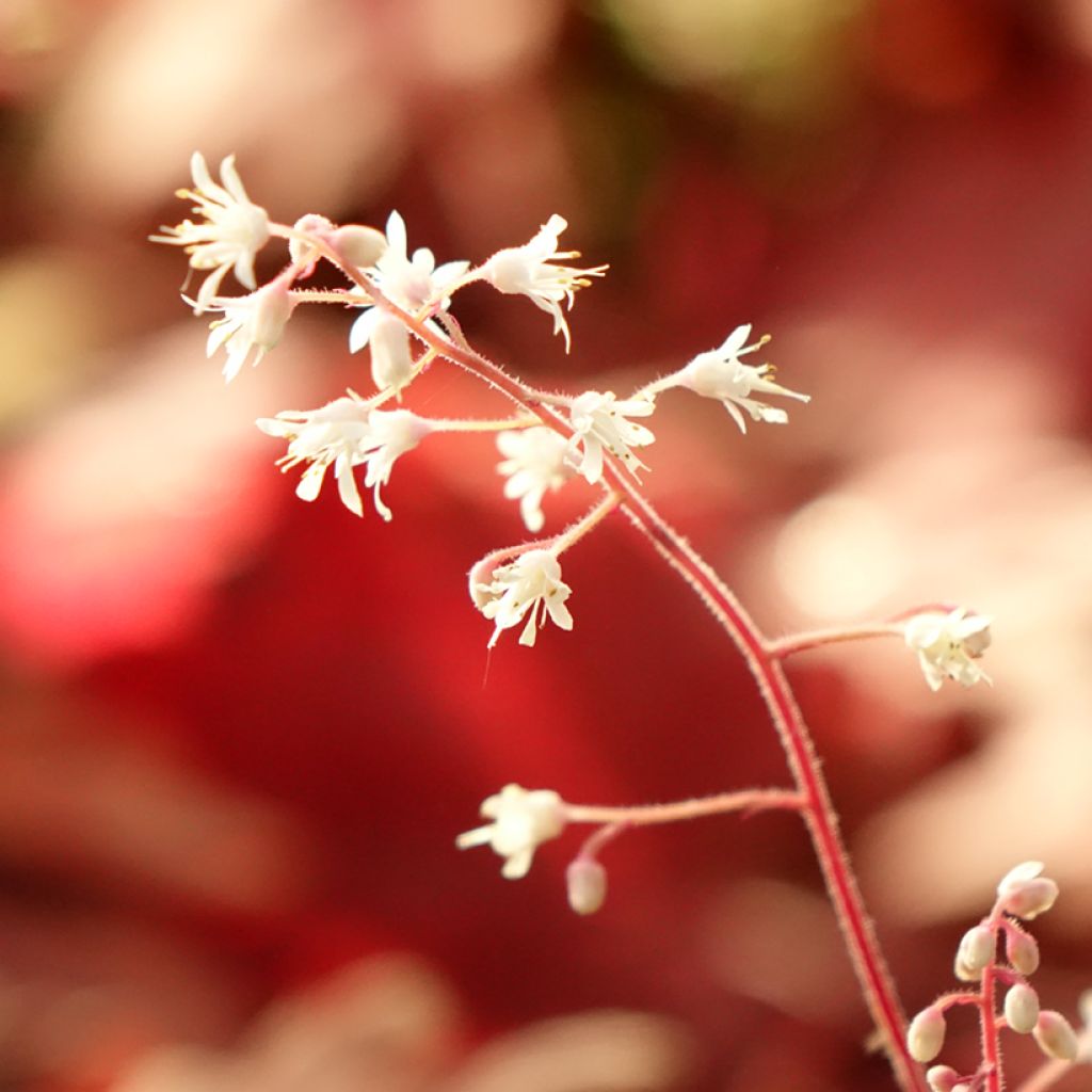 Heucherella Buttered Rum