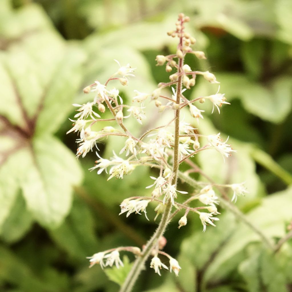Heucherella Kimono
