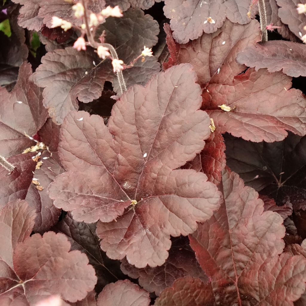 Heucherella Onyx