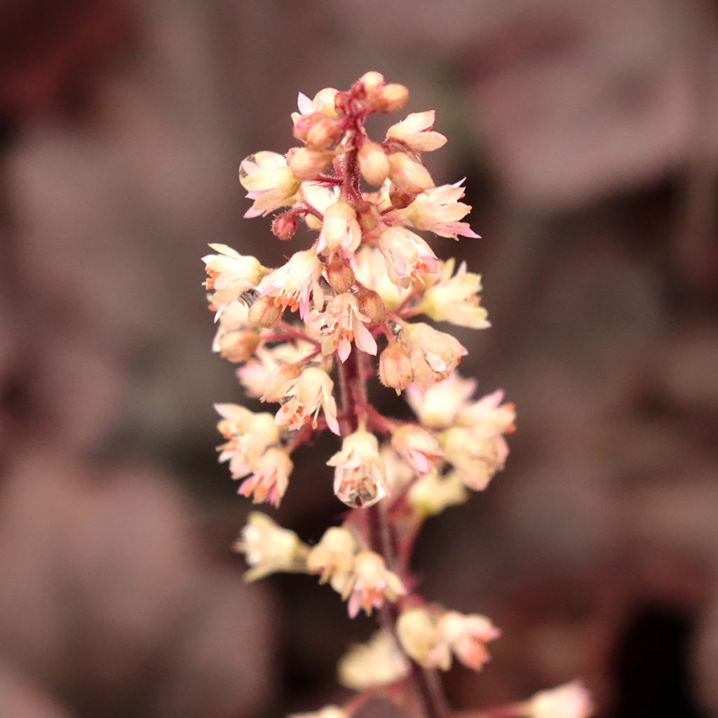 Heucherella Onyx