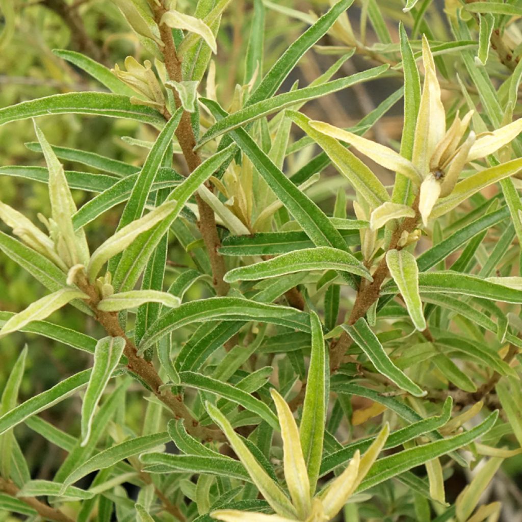 Hippophae rhamnoides Botanica - Argousier femelle