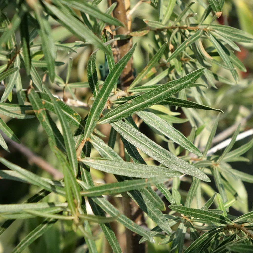 Hippophae rhamnoides Frugana - Argousier femelle