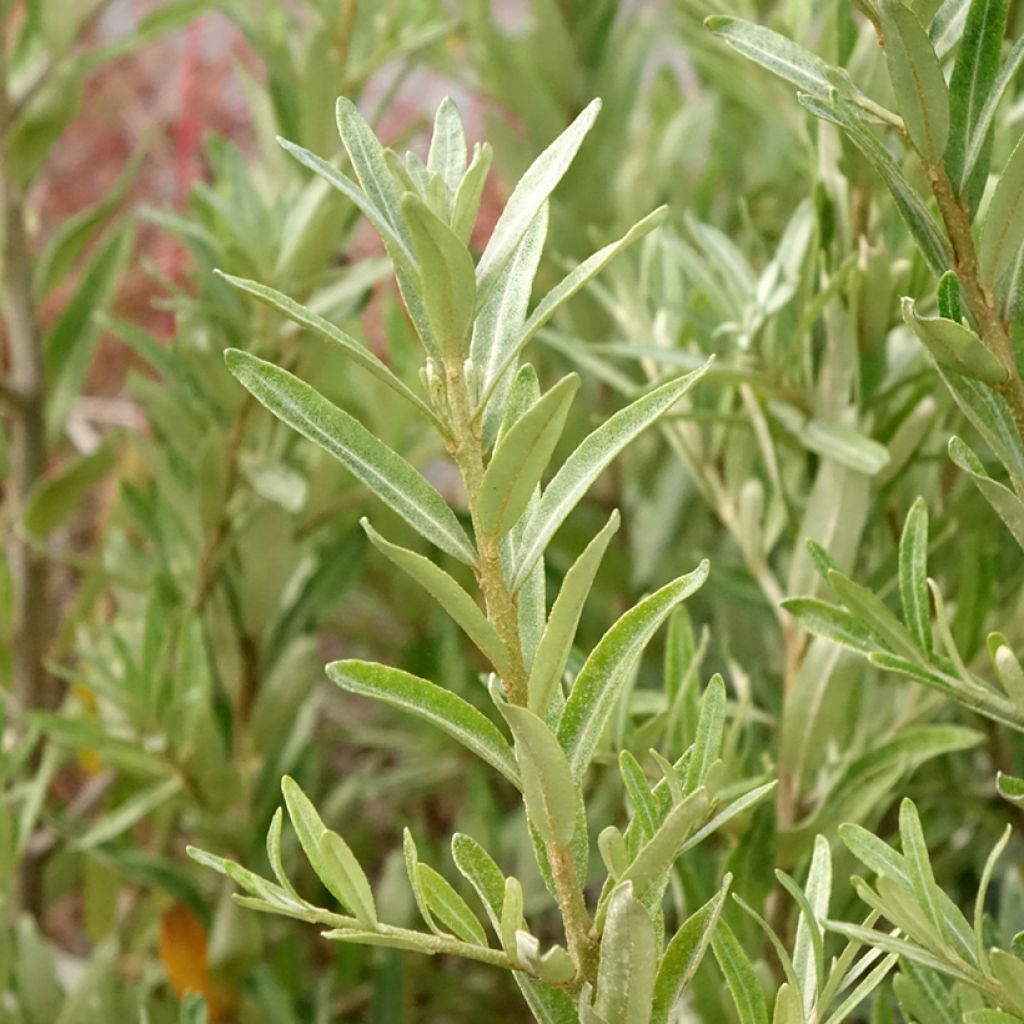 Hippophae rhamnoides Orange Energy - Argousier 