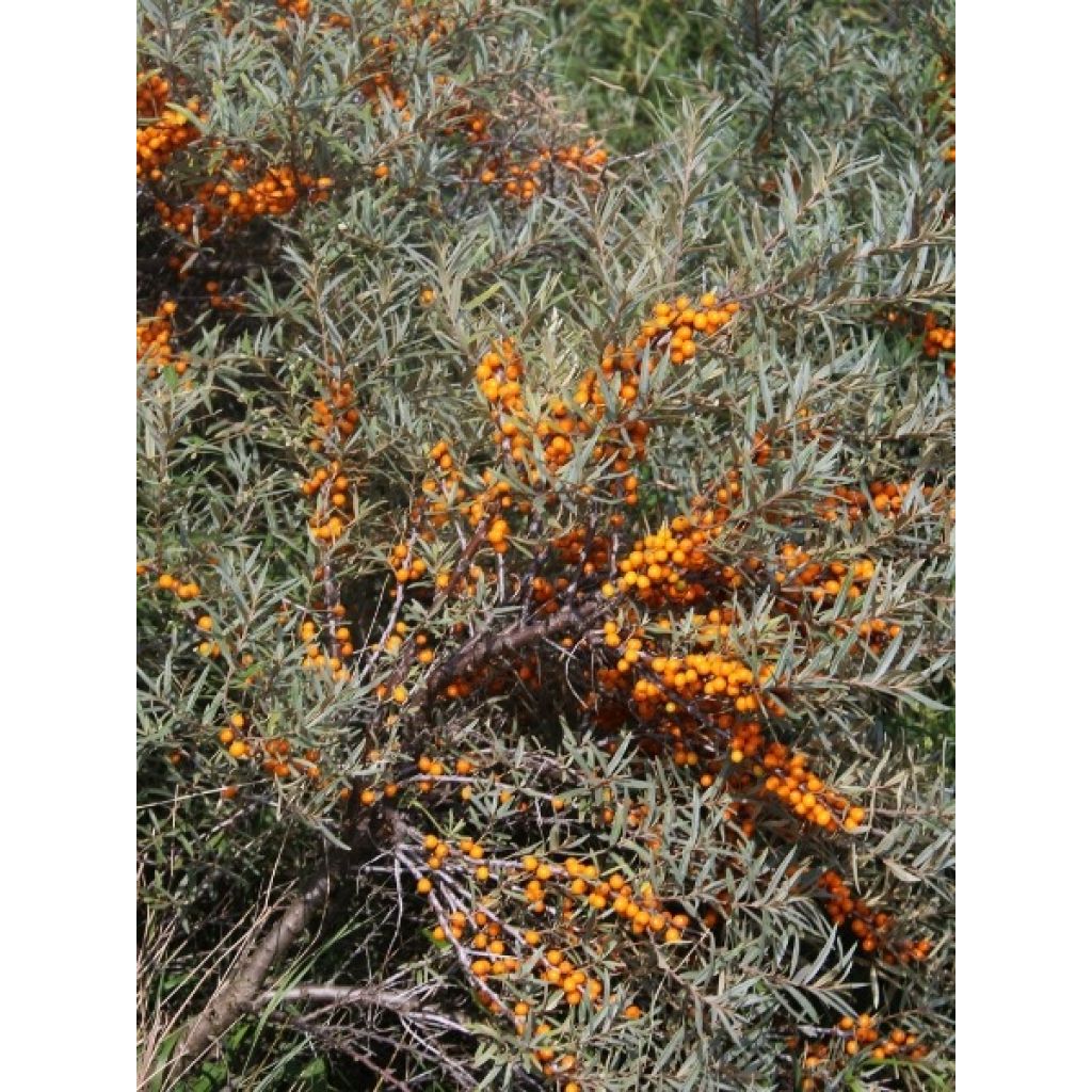 Hippophae rhamnoides - Argousier