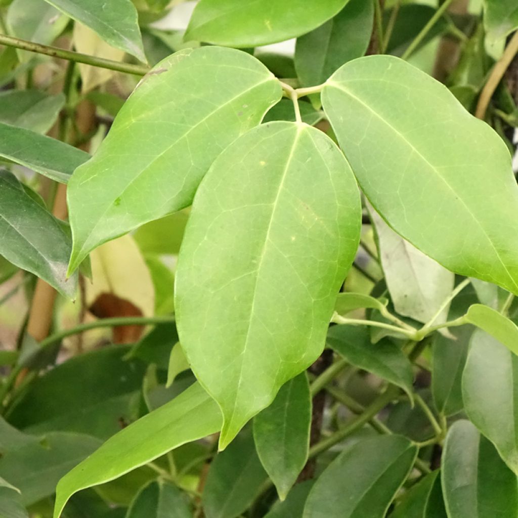 Holboellia coriacea - Vigne bleue de Chine