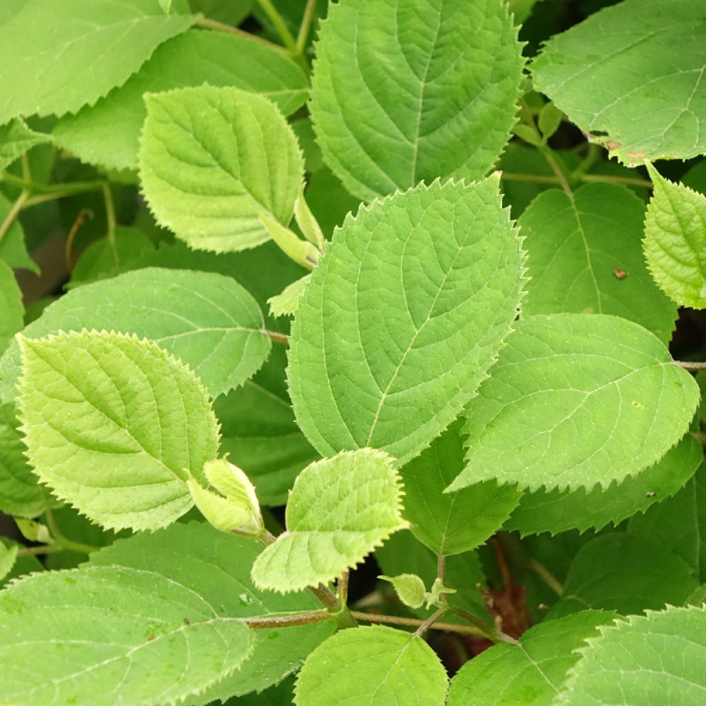 Hortensia arborescens Ruby Annabelle