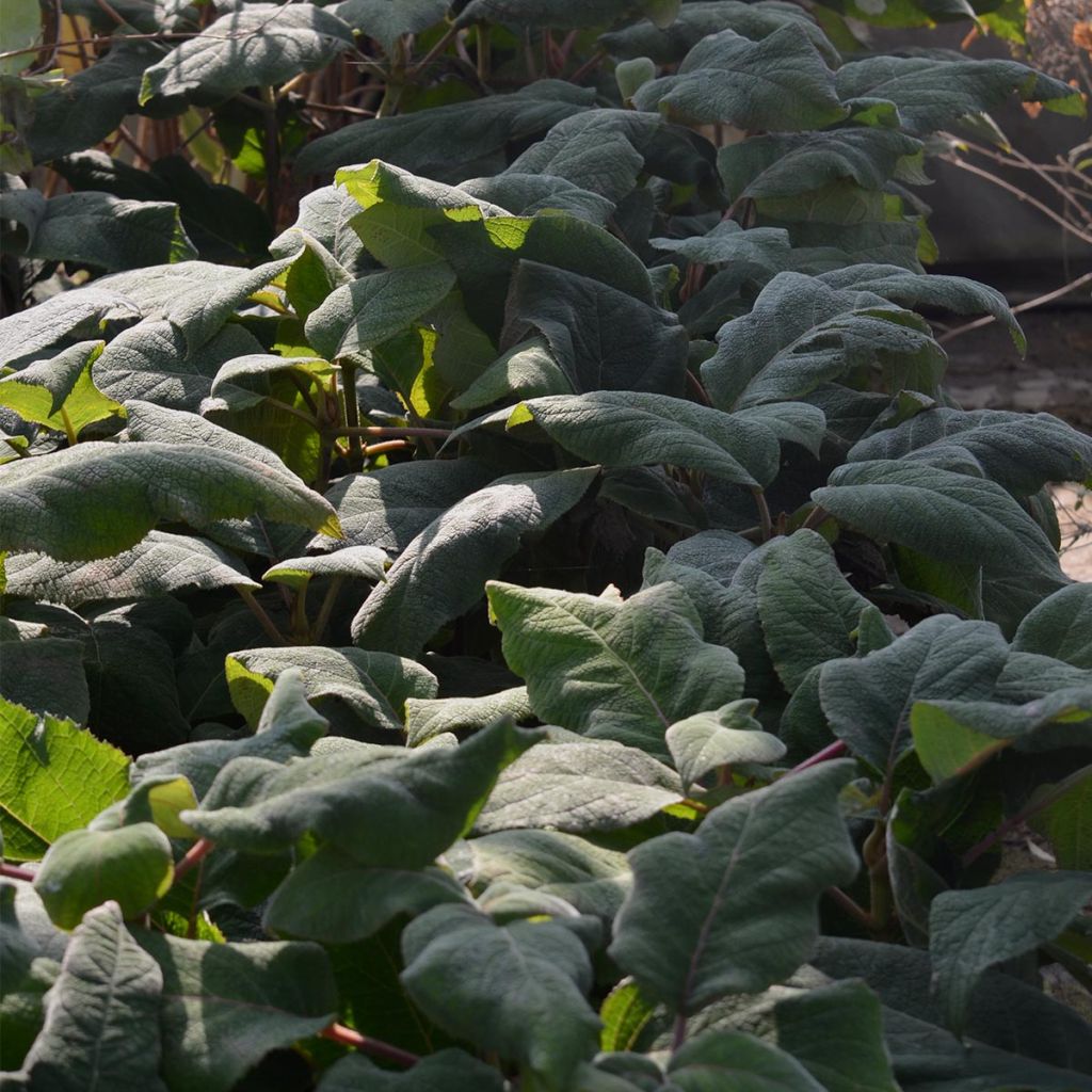 Hortensia - Hydrangea aspera Macrophylla 