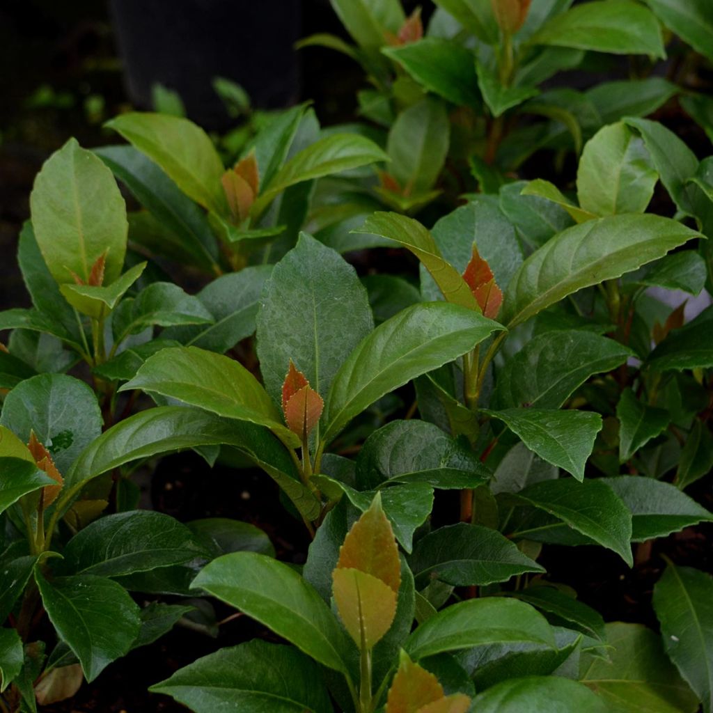 Hortensia grimpant - Hydrangea seemanii