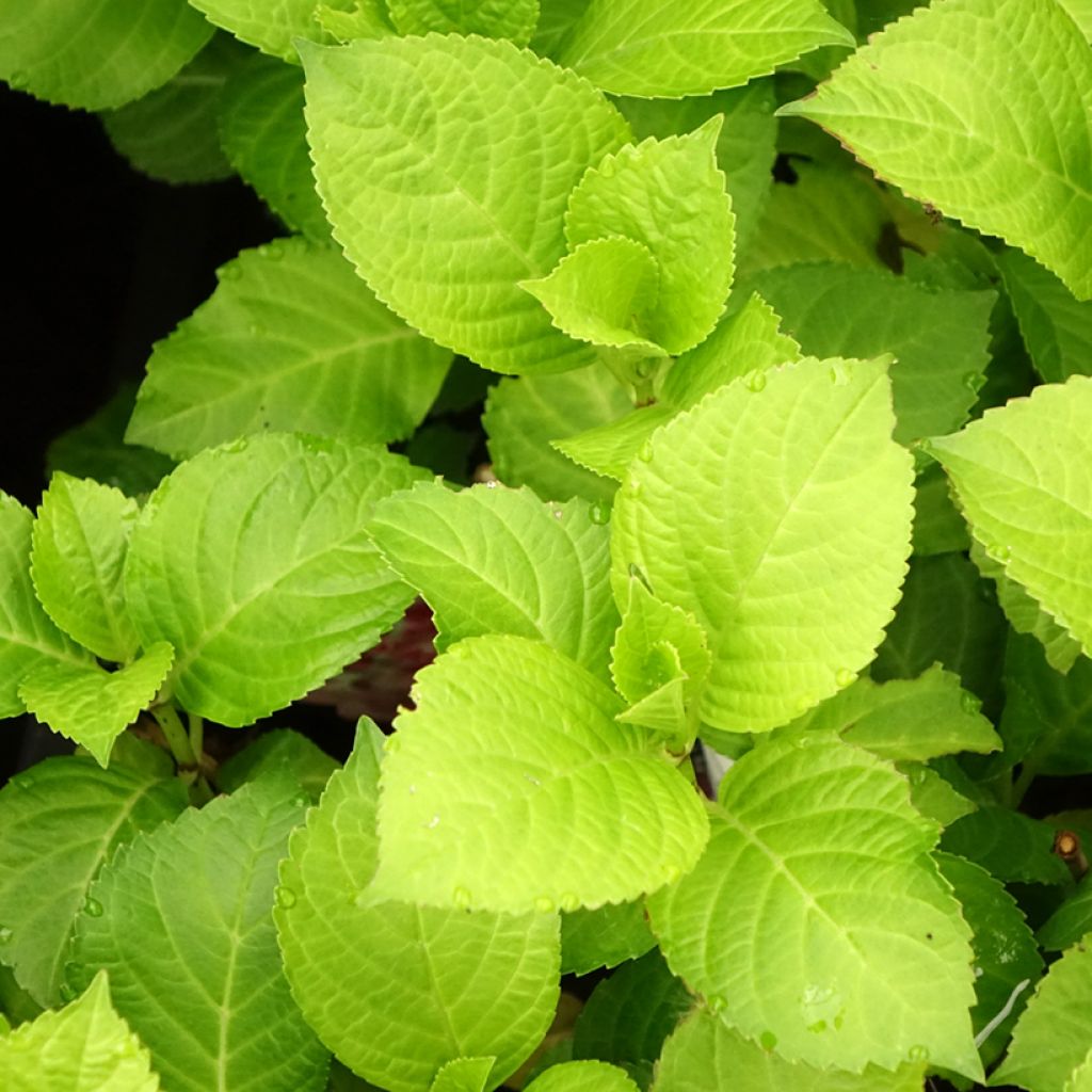 Hortensia - Hydrangea macrophylla Beautensia Dali 