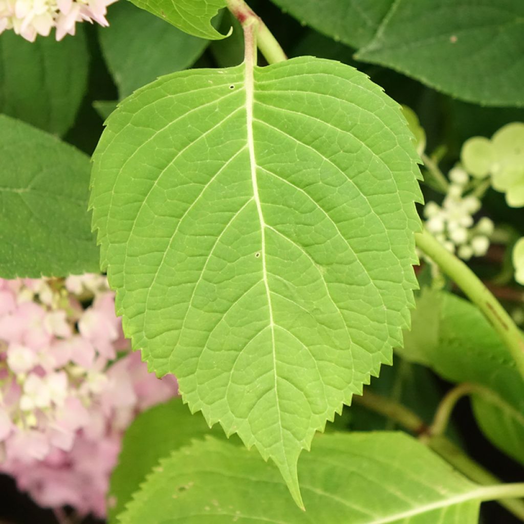 Hortensia - Hydrangea macrophylla Endless Summer The Original (bleu)