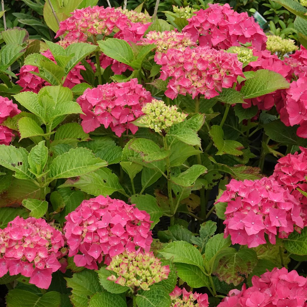 Hortensia - Hydrangea macrophylla Glowing Amber
