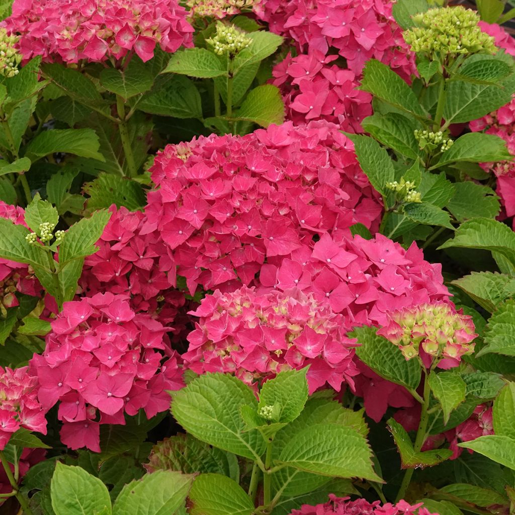 Hortensia - Hydrangea macrophylla Glowing Amber