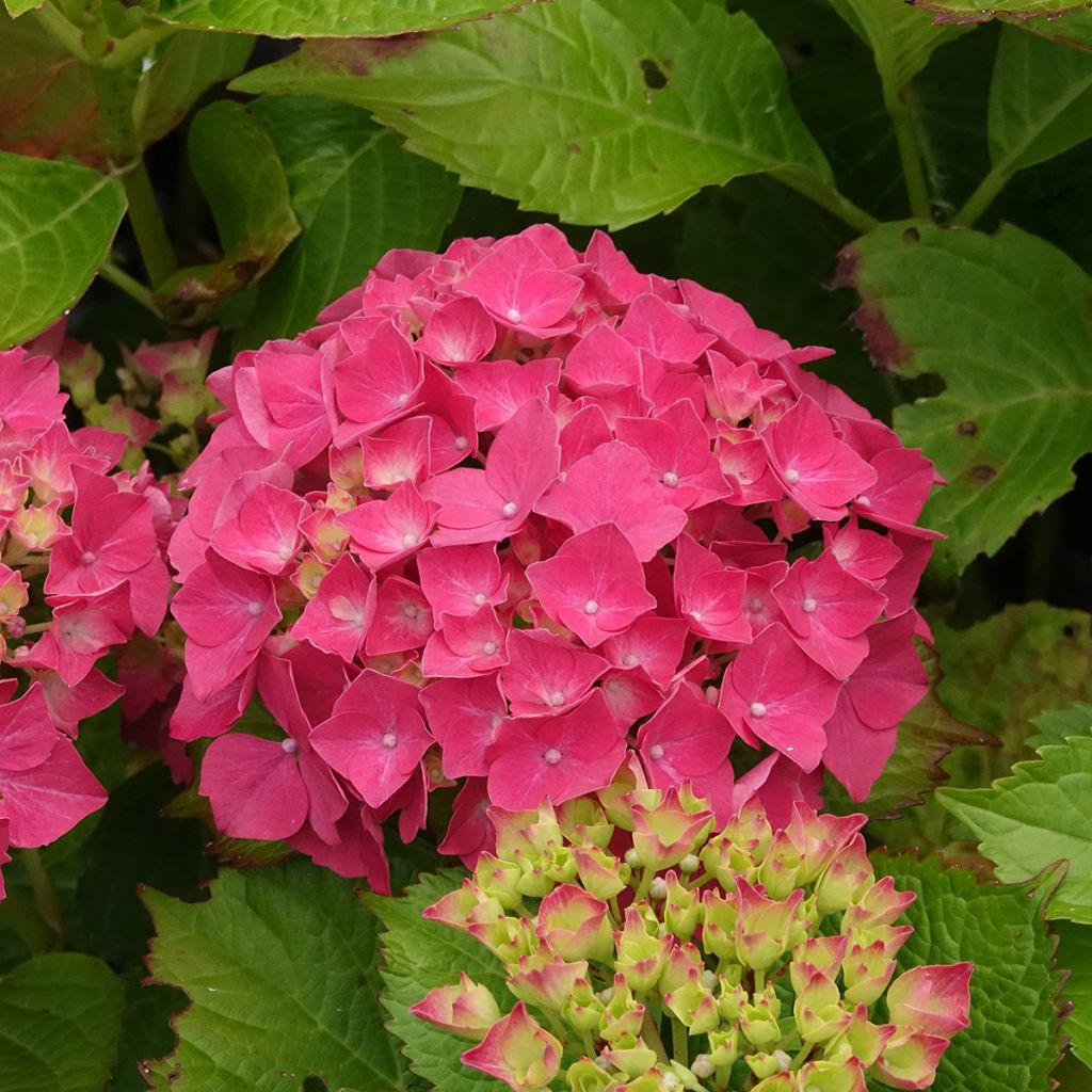Hortensia - Hydrangea macrophylla Glowing Amber