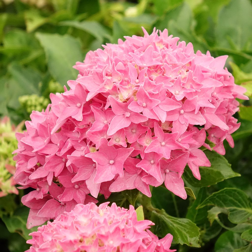 Hortensia - Hydrangea macrophylla Tovelit