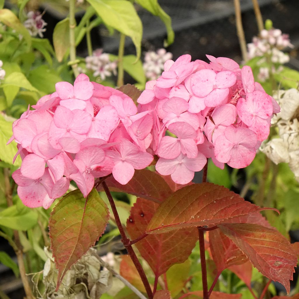 Hortensia - Hydrangea serrata Precioza