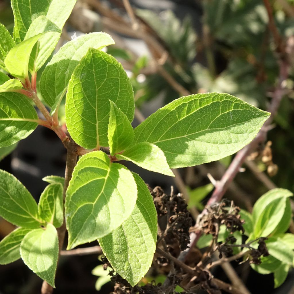 Hydrangea paniculata Mojito - Hortensia paniculé