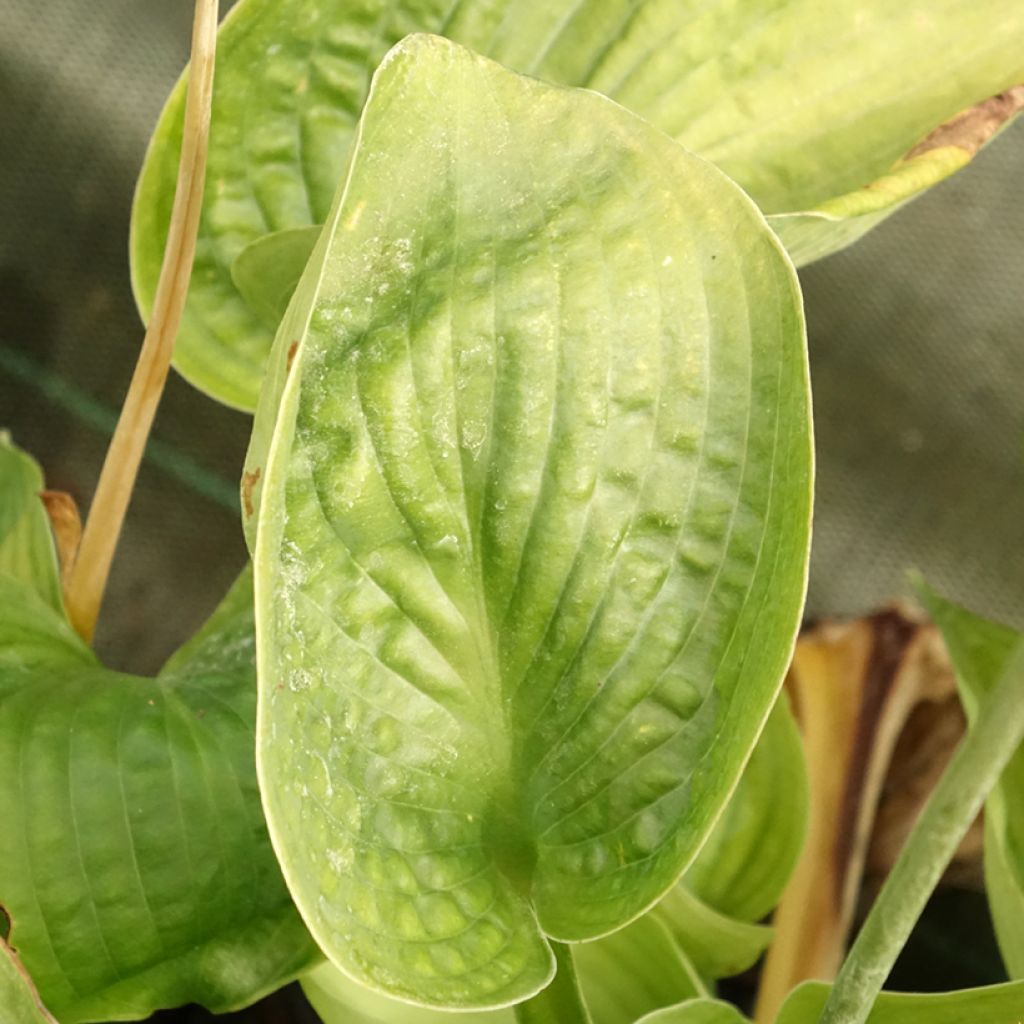 Hosta abiqua Drinking Gourd