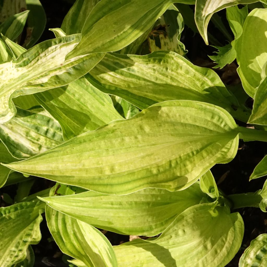 Hosta Allegan Fog