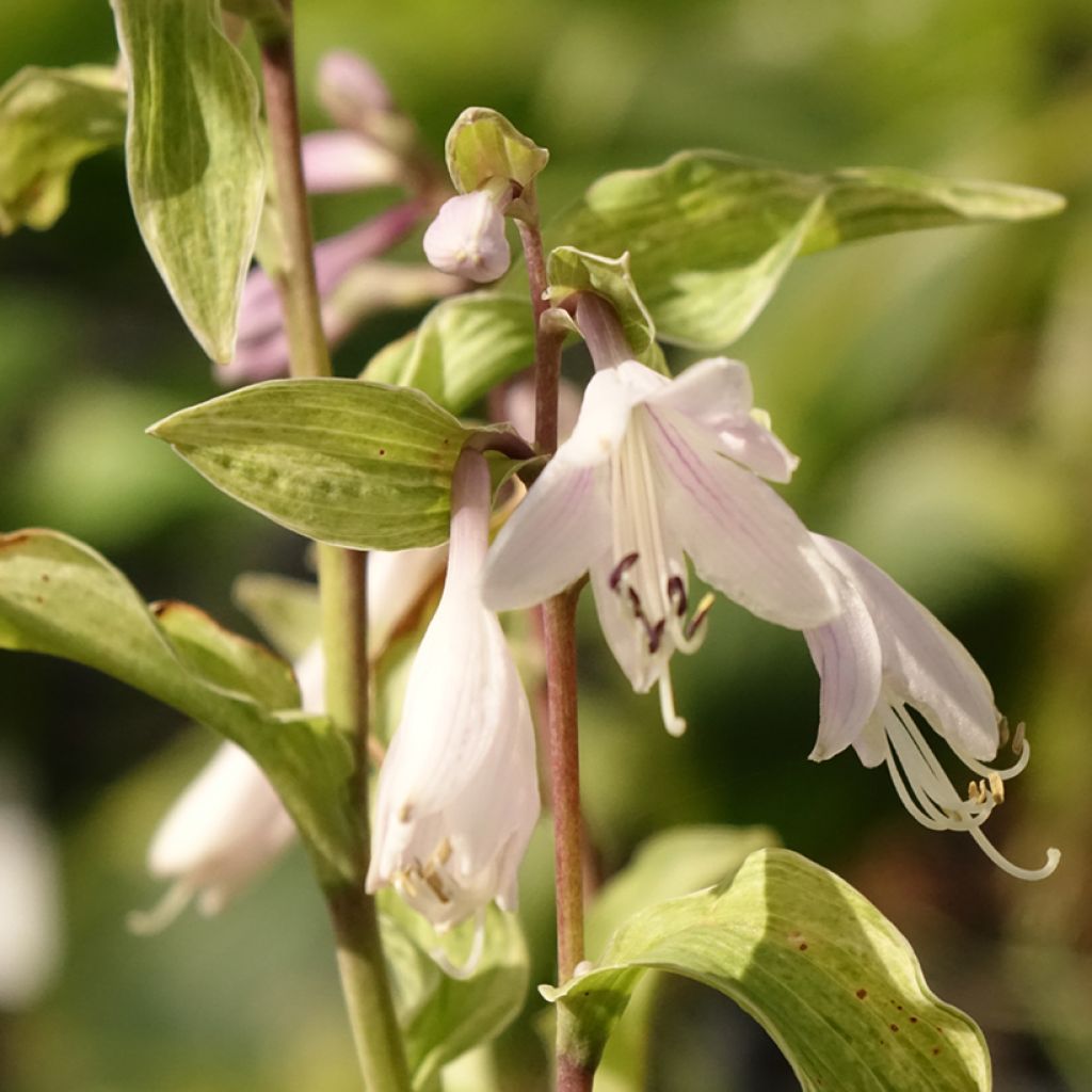 Hosta Allegan Fog