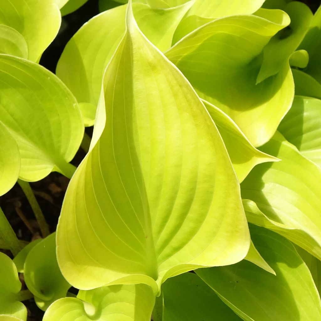 Hosta Appletini