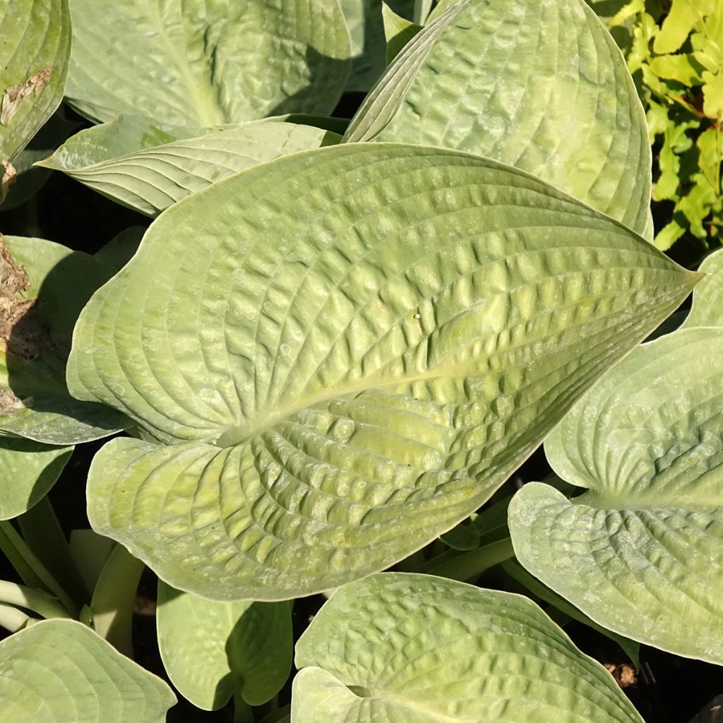 Hosta Blue Vision