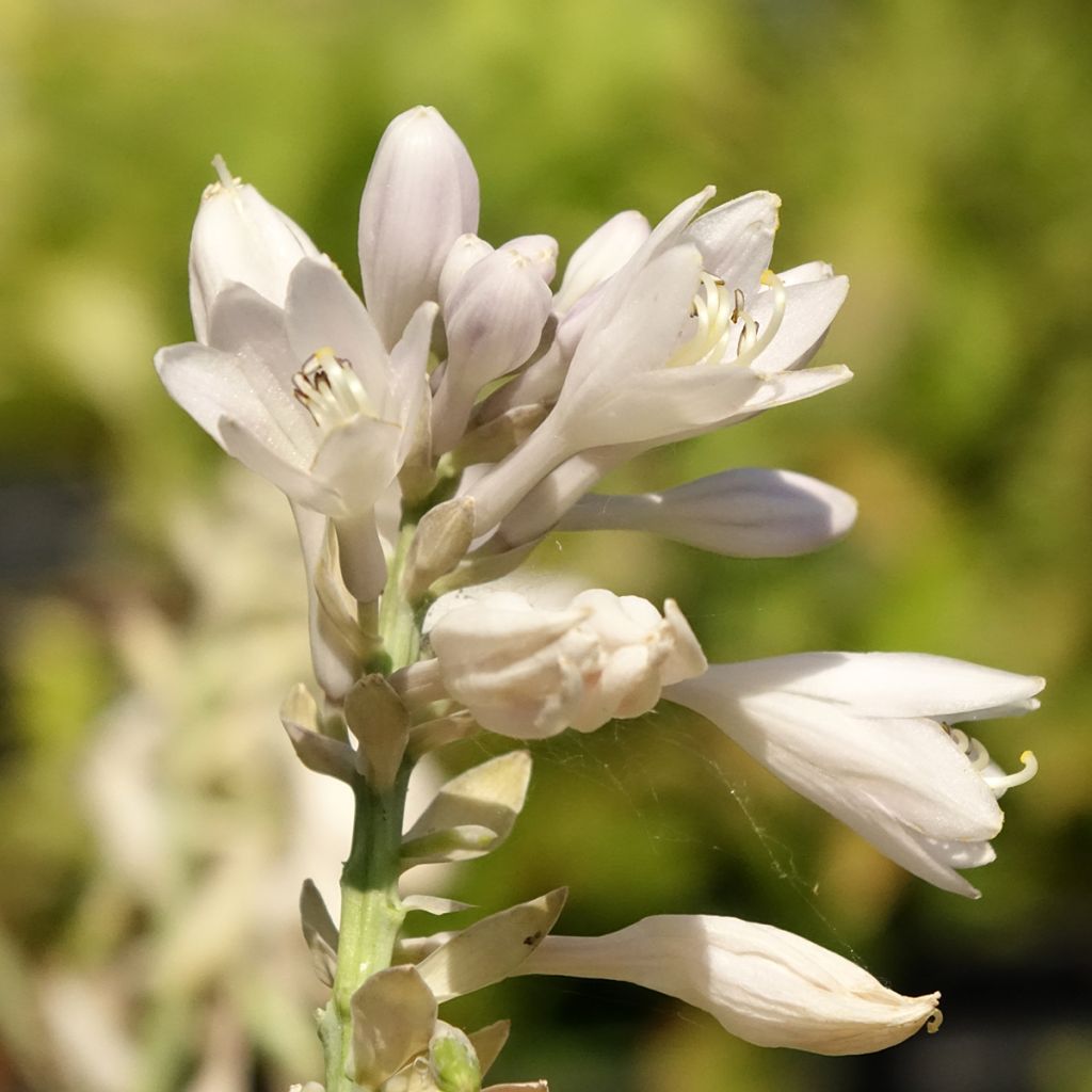 Hosta Blue Vision