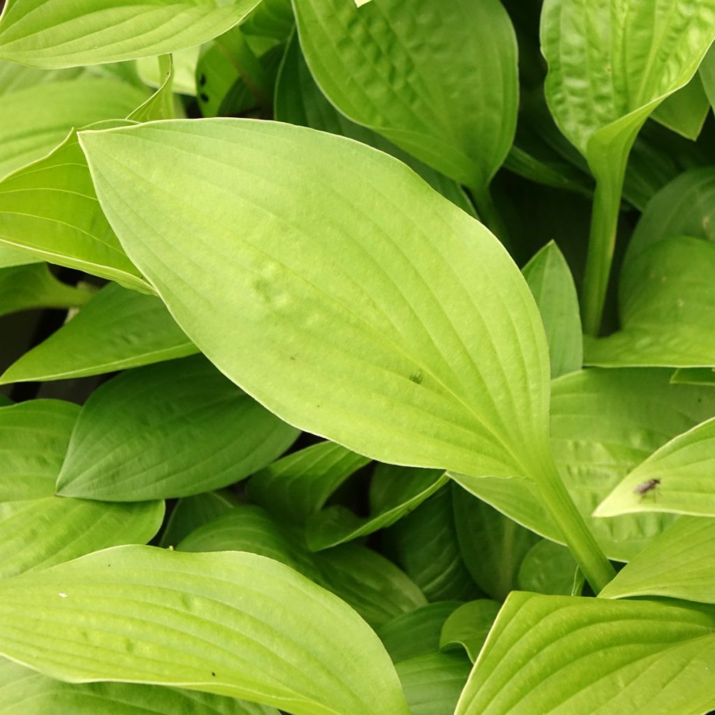 Hosta clausa var. normalis  