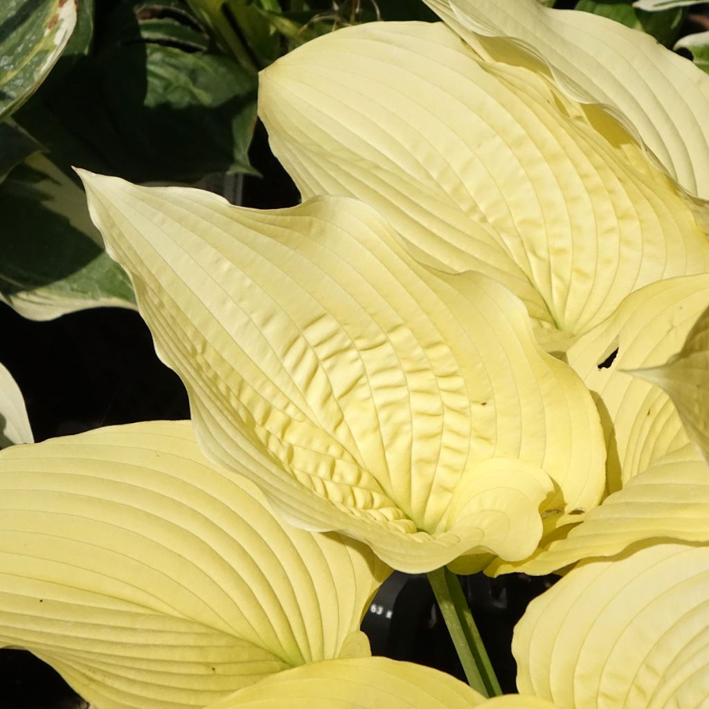 Hosta Coast to Coast 