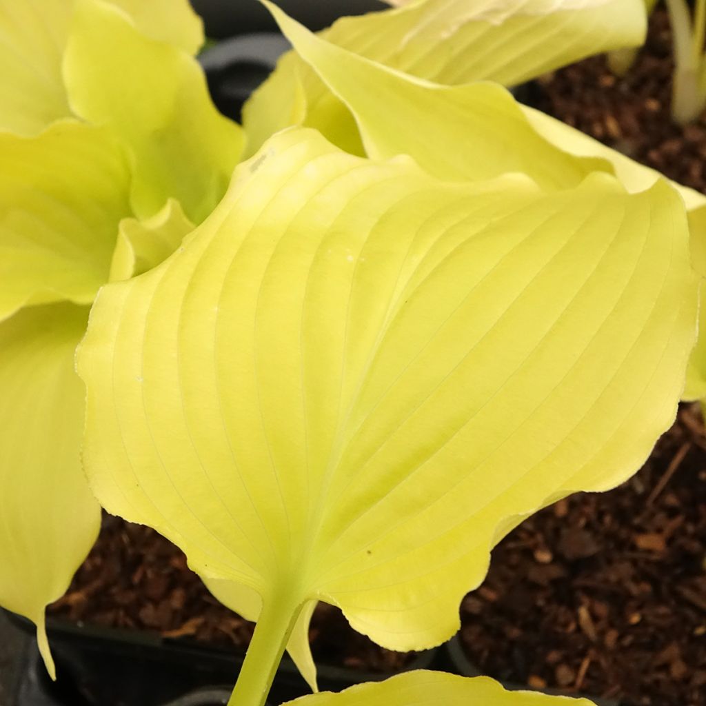 Hosta Dancing Queen