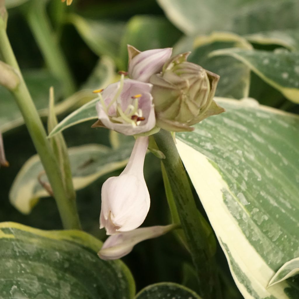 Hosta First Frost