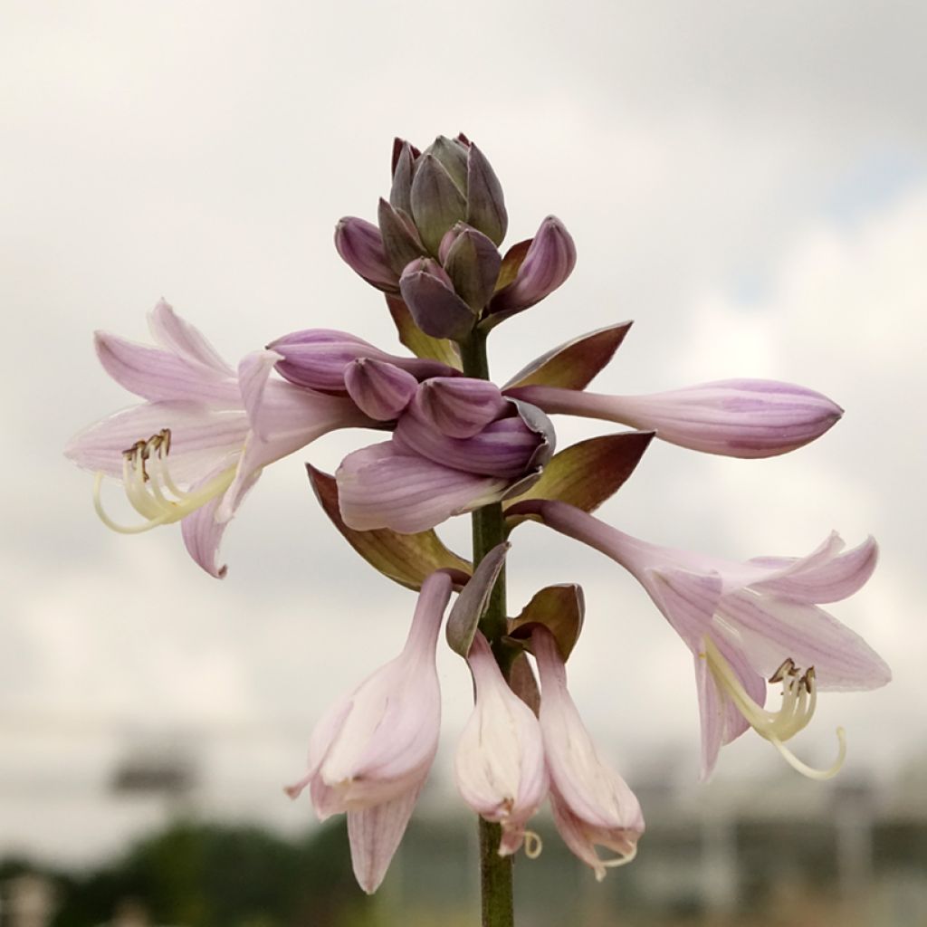 Hosta fortunei Gold Standard