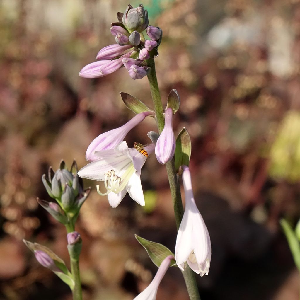 Hosta fortunei var hyacinthina