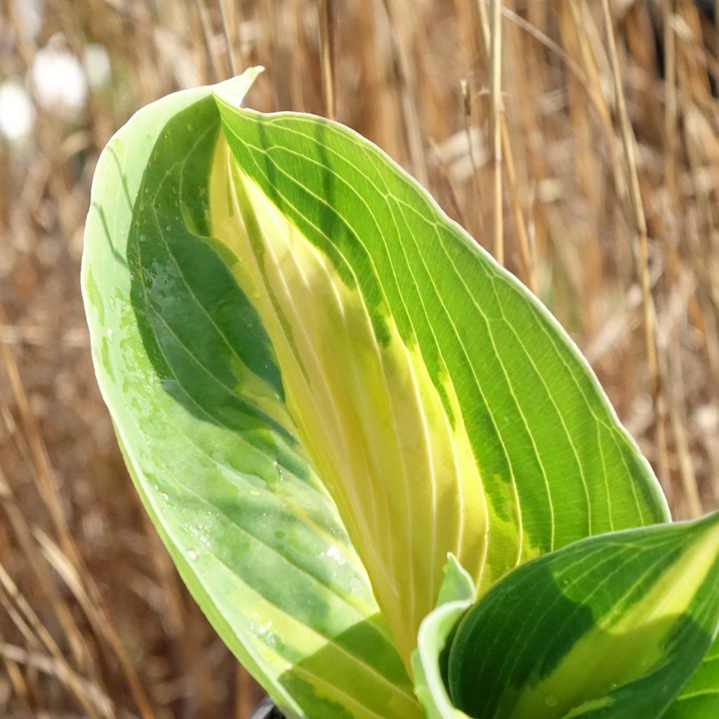 Hosta Great Expectations