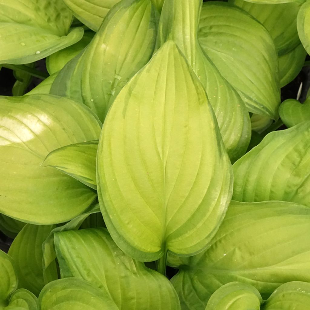 Hosta Guacamole