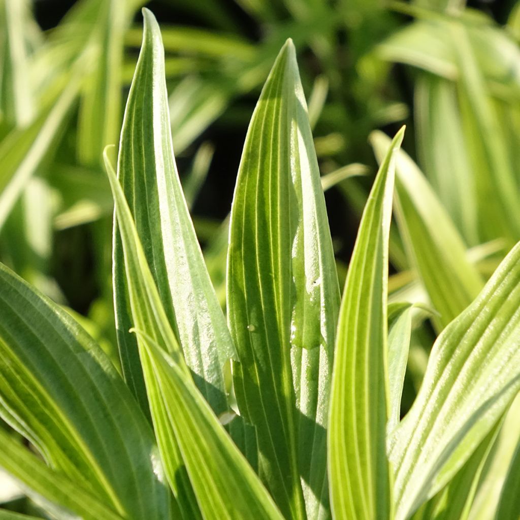 Hosta Hyuga Urajiro