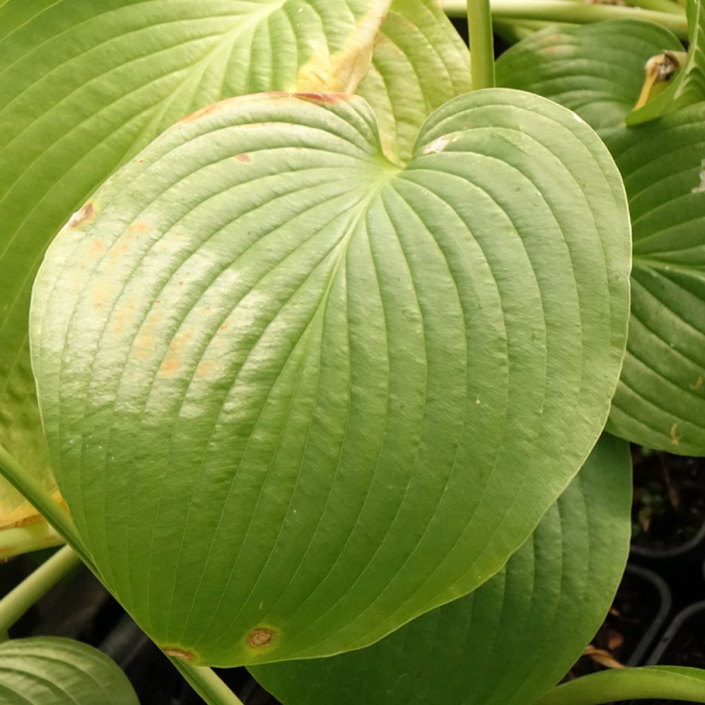 Hosta Jurassic Park - Hosta géant